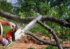 Best Arborist Consultation Services  in Frazer, PA